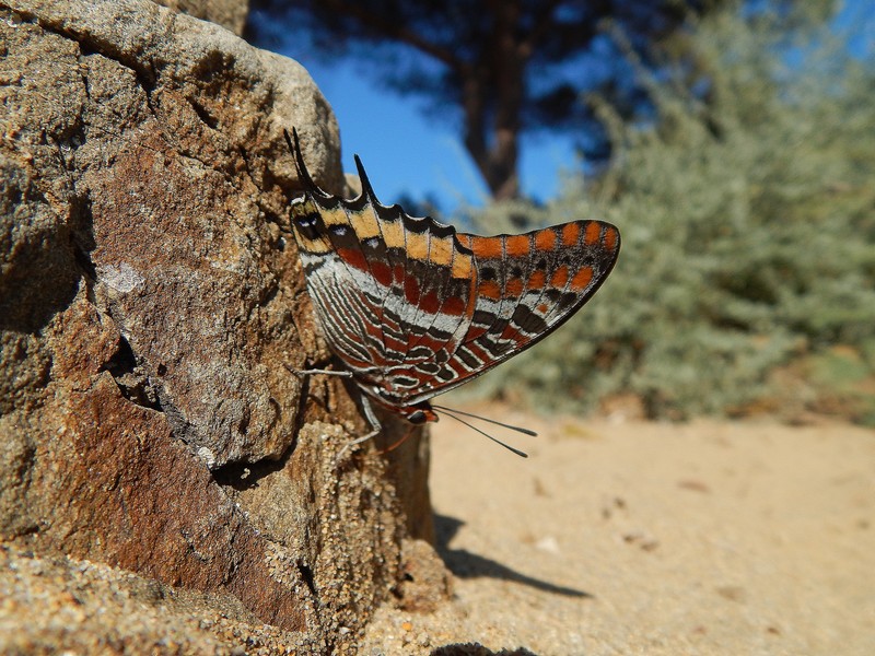 Charaxes jasius finalmente!!!!